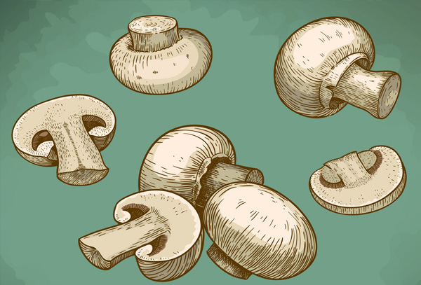 Реферат: Бізнес план по вирощуванню грибів